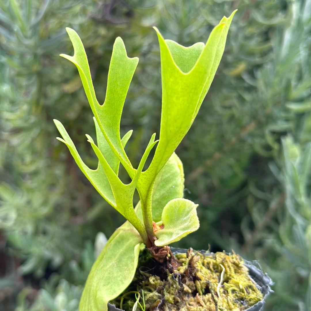 Platycerium ridleyi \"Pakarang　TC 5005