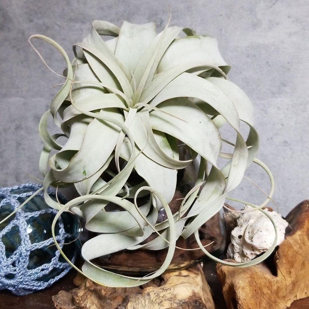 はるちゃん様　確認用