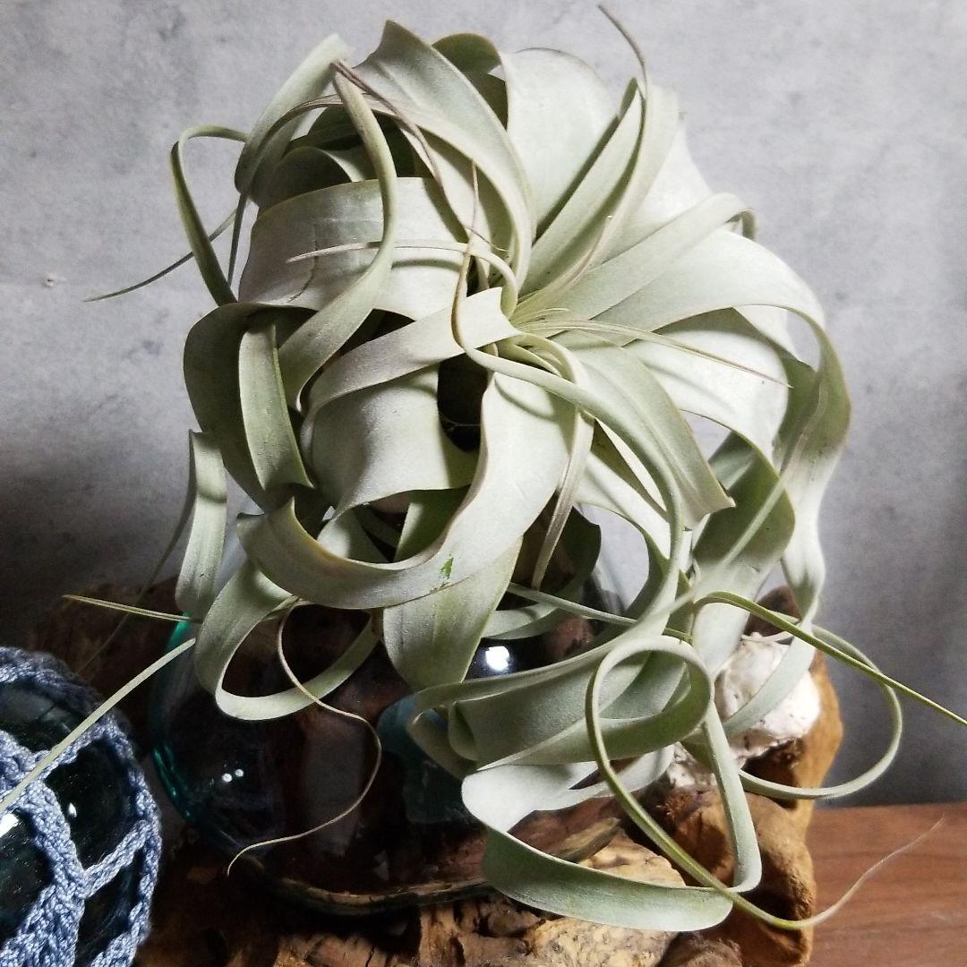 はるちゃん様　確認用