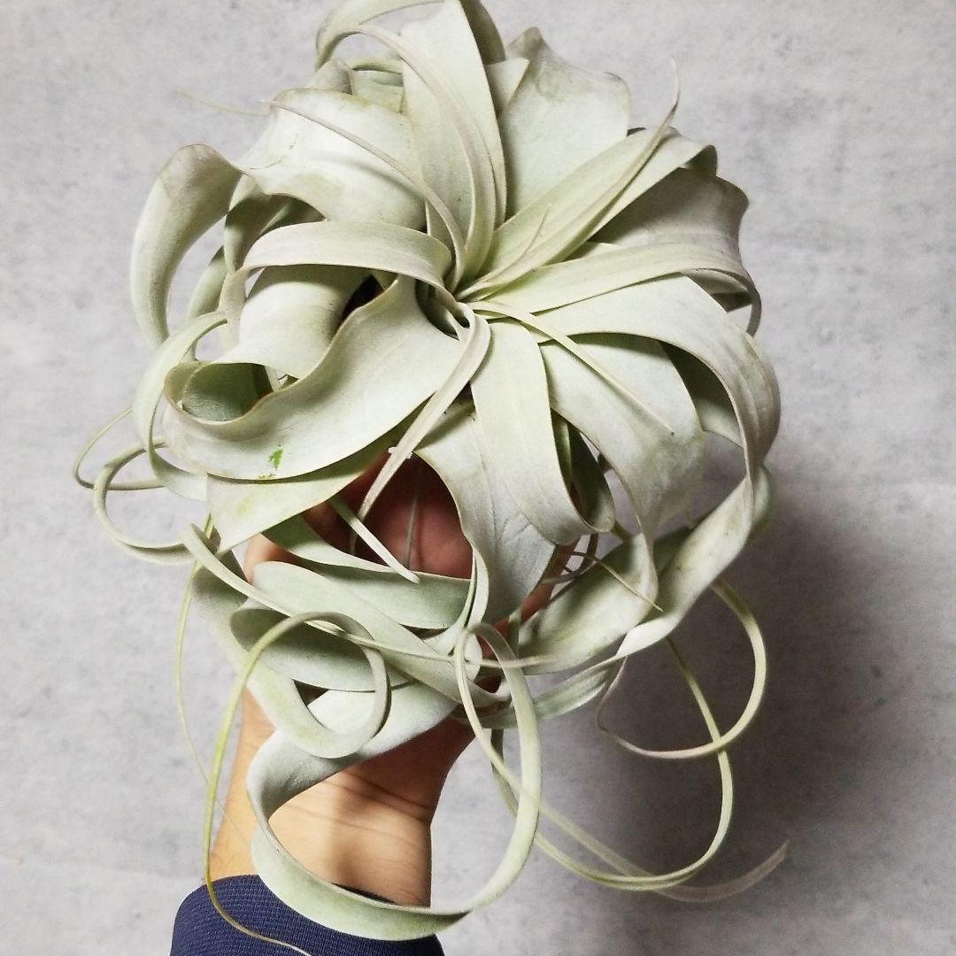 はるちゃん様　確認用