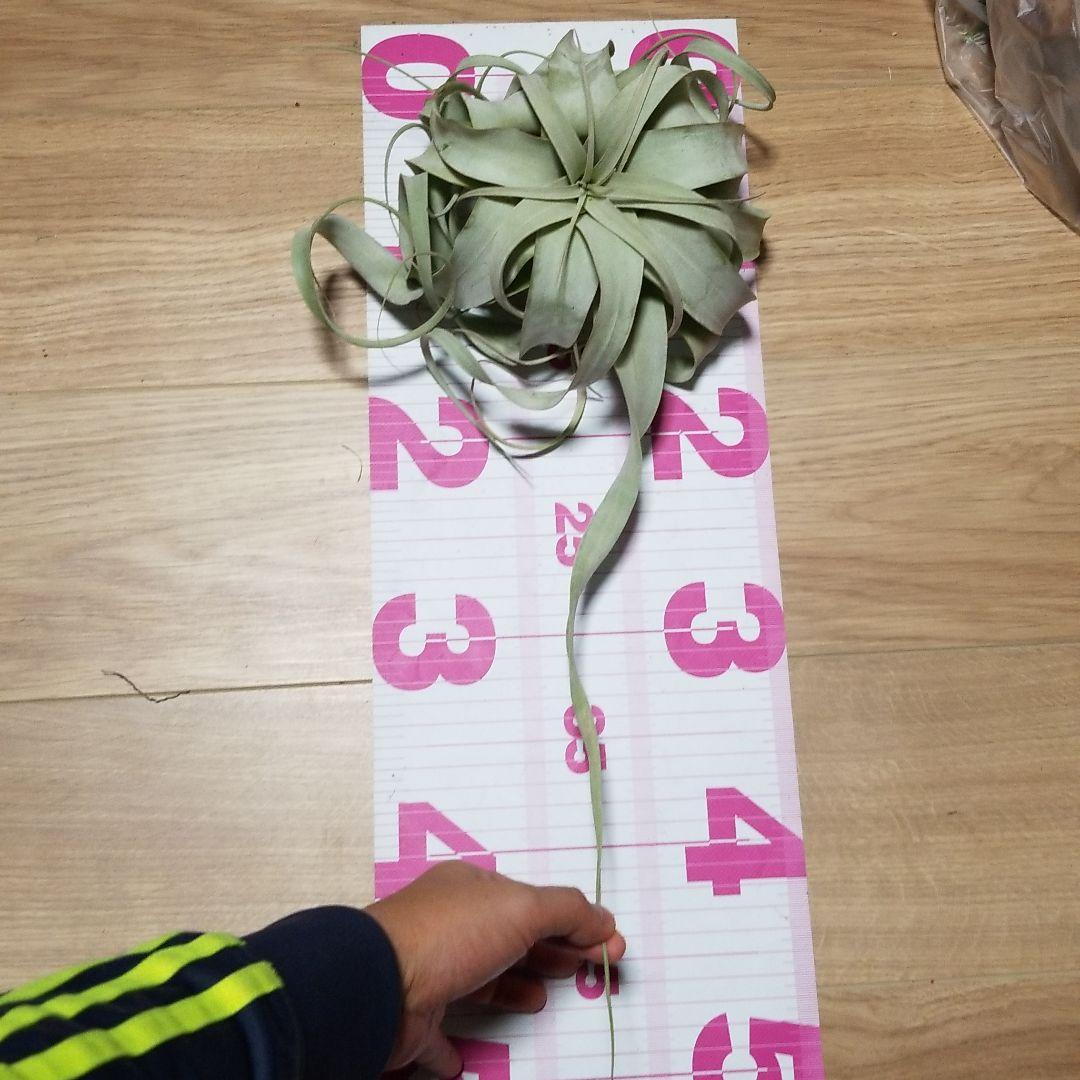 はるちゃん様　確認用