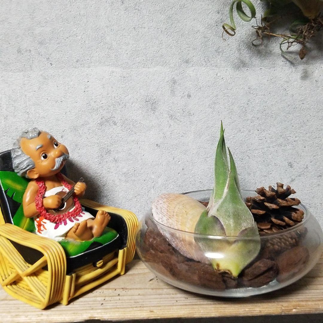 はるちゃん様　確認用