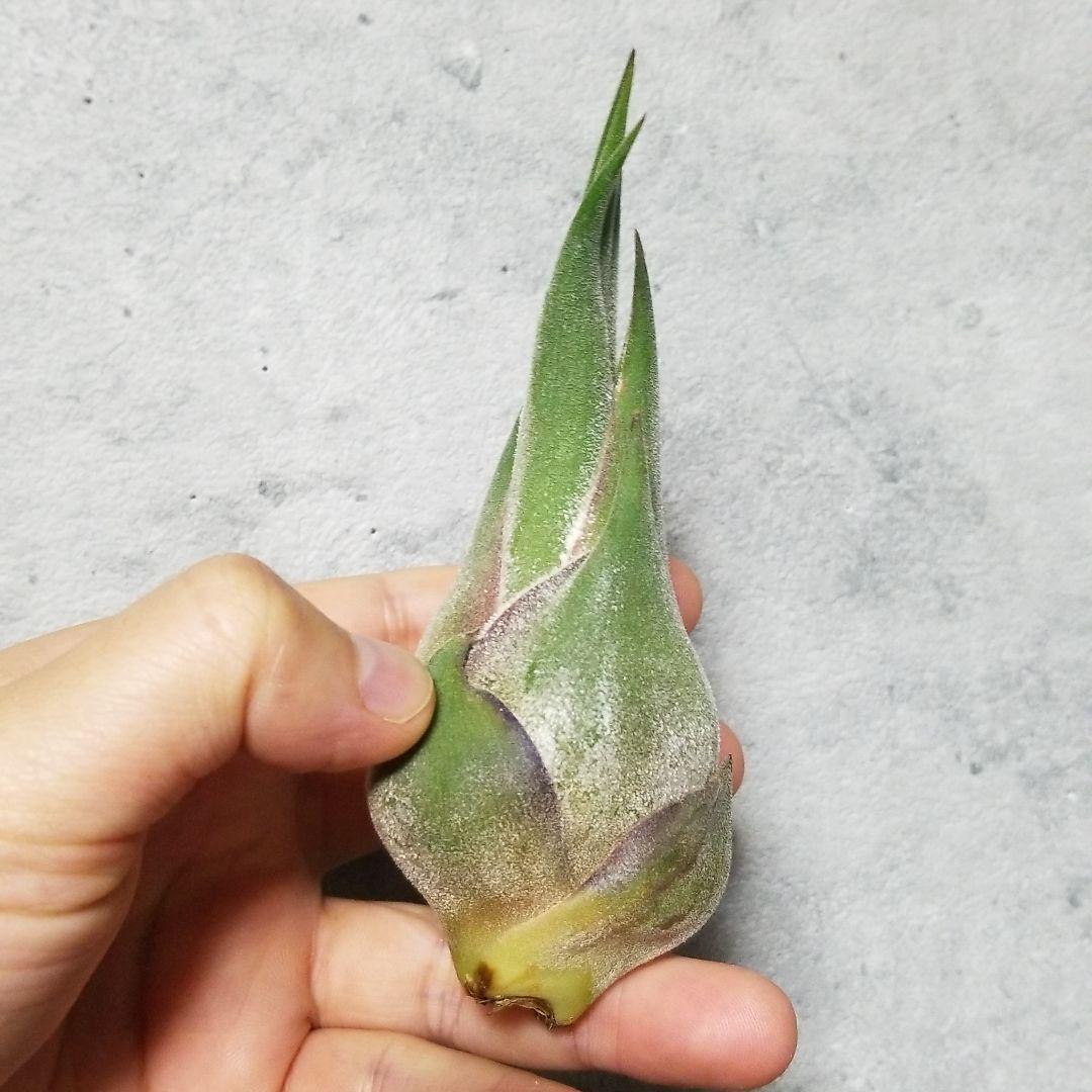 はるちゃん様　確認用