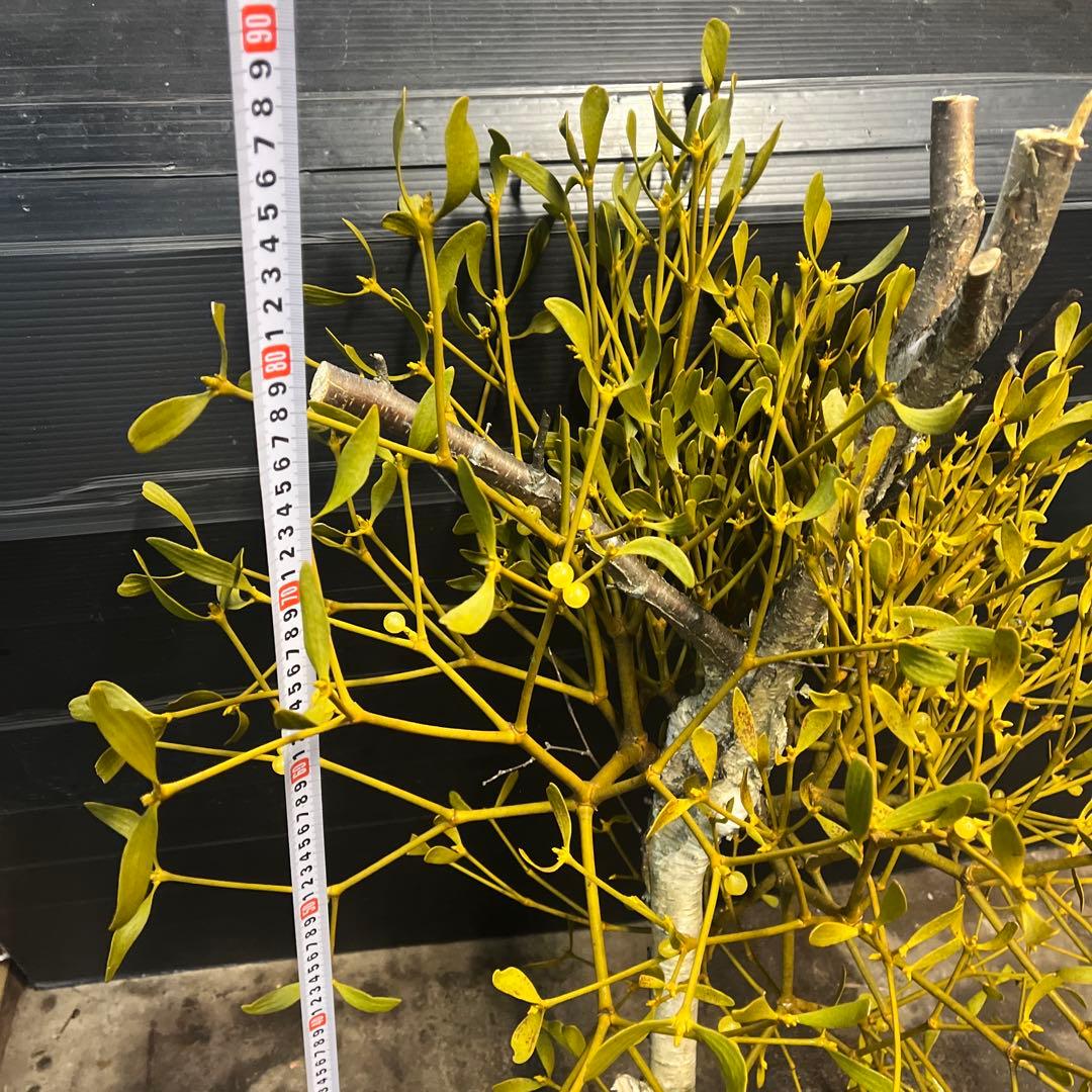 白樺の親樹木付きヤドリギ　イエローの実‼️縁起物　幸せ運ぶ木♪