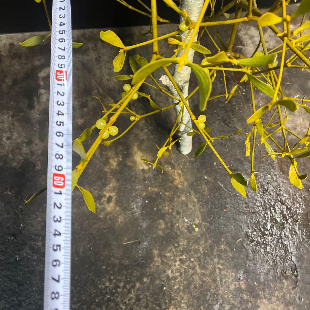 白樺の親樹木付きヤドリギ　イエローの実‼️縁起物　幸せ運ぶ木♪