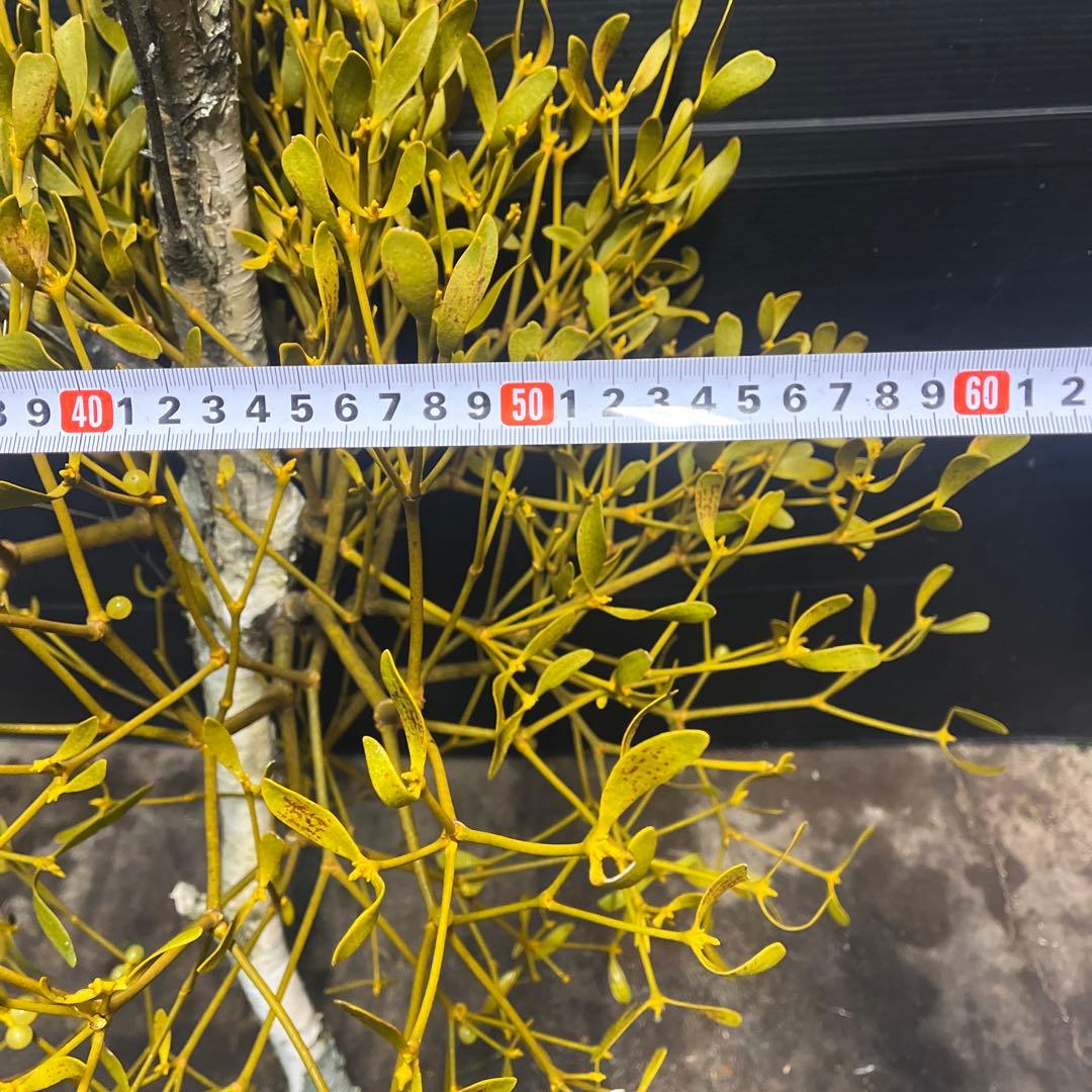 白樺の親樹木付きヤドリギ　イエローの実‼️縁起物　幸せ運ぶ木♪