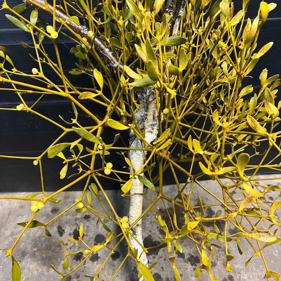 白樺の親樹木付きヤドリギ　イエローの実‼️縁起物　幸せ運ぶ木♪