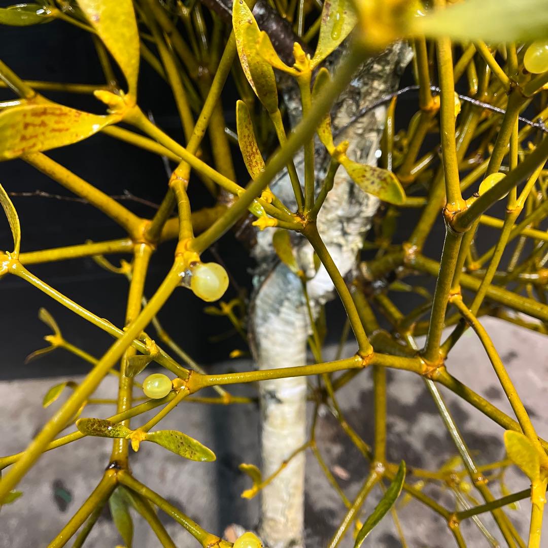 白樺の親樹木付きヤドリギ　イエローの実‼️縁起物　幸せ運ぶ木♪