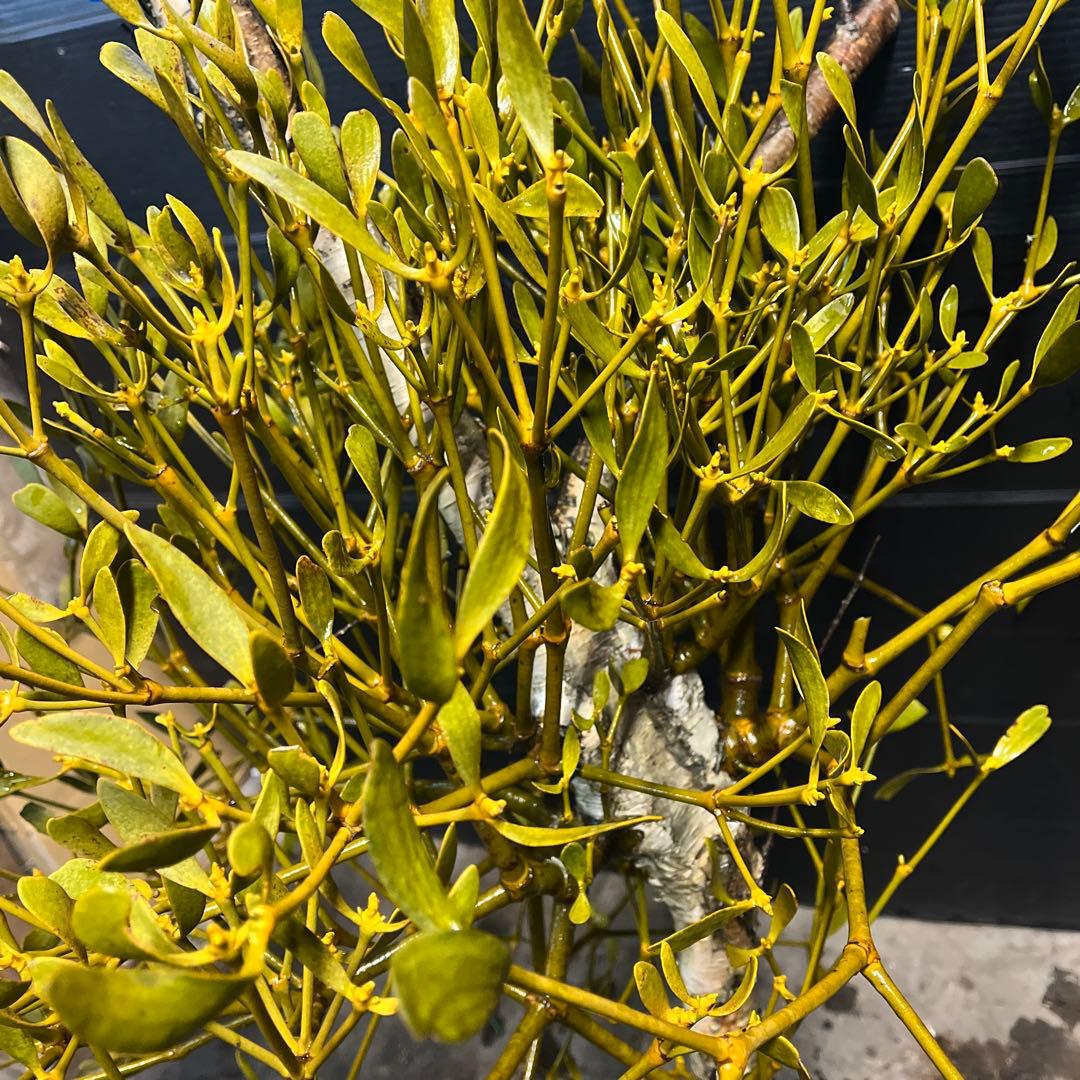 白樺の親樹木付きヤドリギ　イエローの実‼️縁起物　幸せ運ぶ木♪