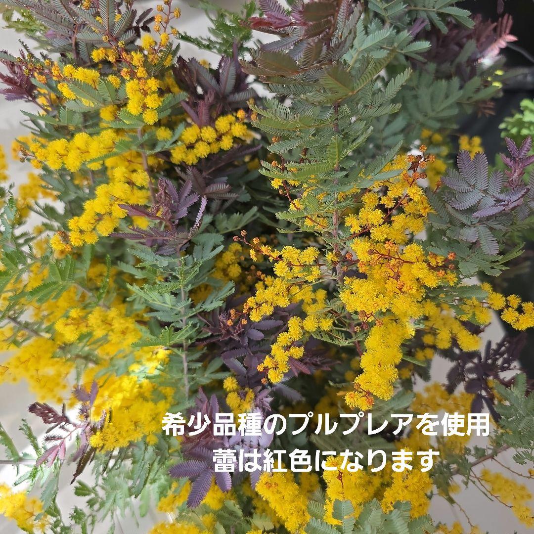 ドライフラワーリース＊ハンドメイド＊ミモザリース＊ミモザ フラワーリース⑩