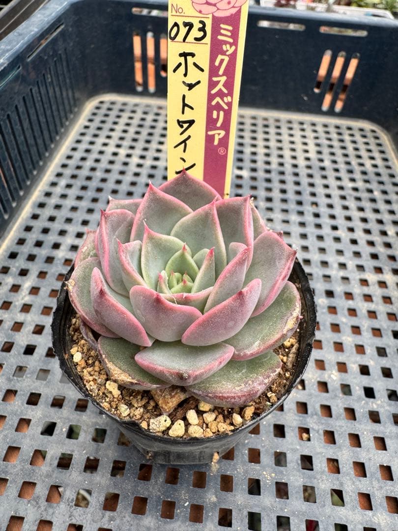 おらいさん苗ミックスベリア 073 ホットワイン　札付き