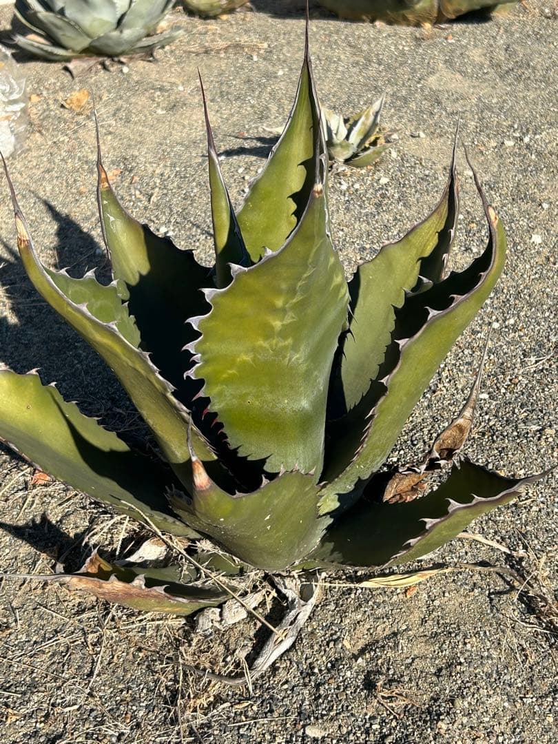 アガベ　ハイブリッド　フェロックス×シャークスキン ブラックスパイン　カキコ