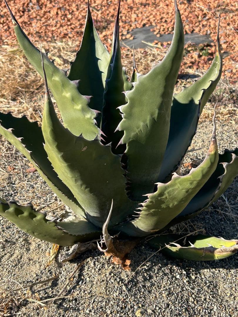 アガベ　ハイブリッド　フェロックス×シャークスキン ブラックスパイン　カキコ