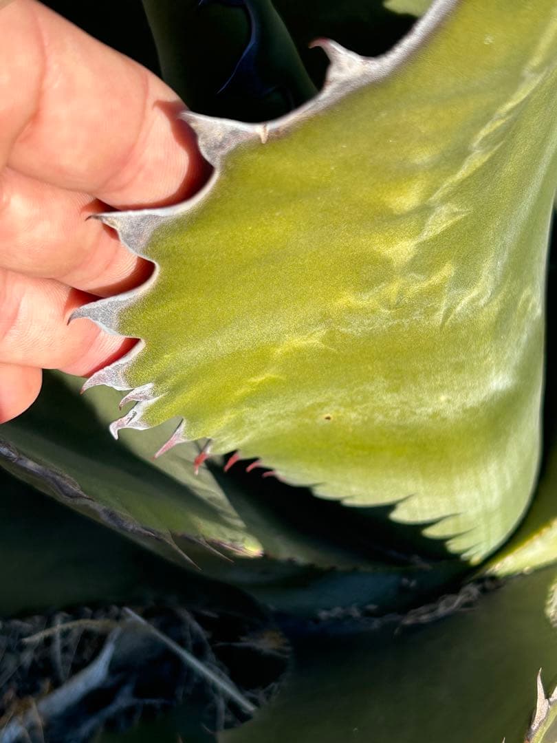 アガベ　ハイブリッド　フェロックス×シャークスキン ブラックスパイン　カキコ