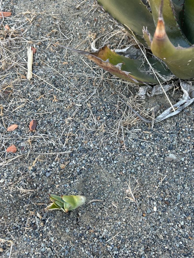 アガベ　ハイブリッド　フェロックス×シャークスキン ブラックスパイン　カキコ