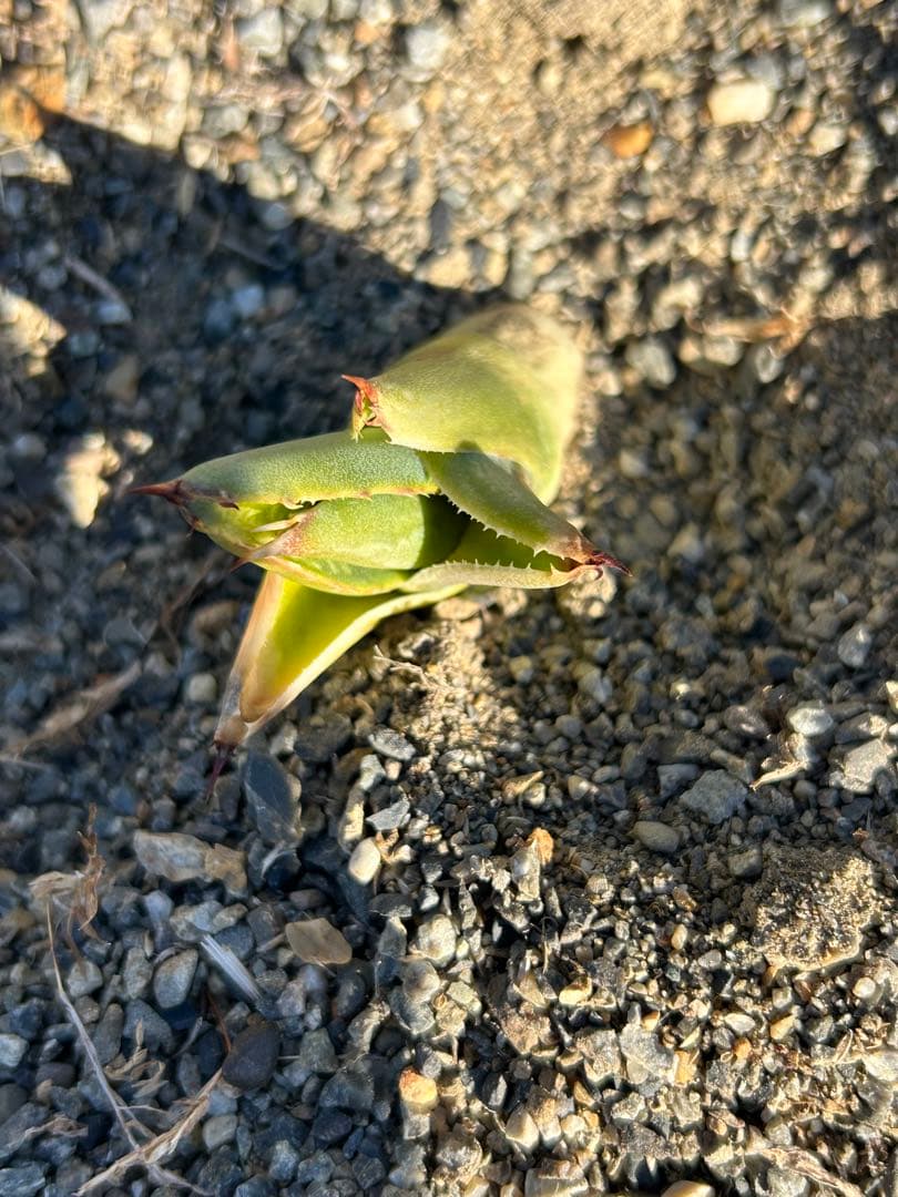 アガベ　ハイブリッド　フェロックス×シャークスキン ブラックスパイン　カキコ