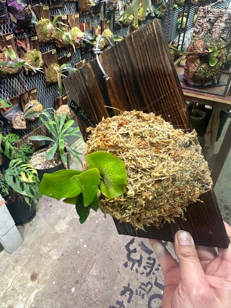 ビカクシダ P. hillii Paopao