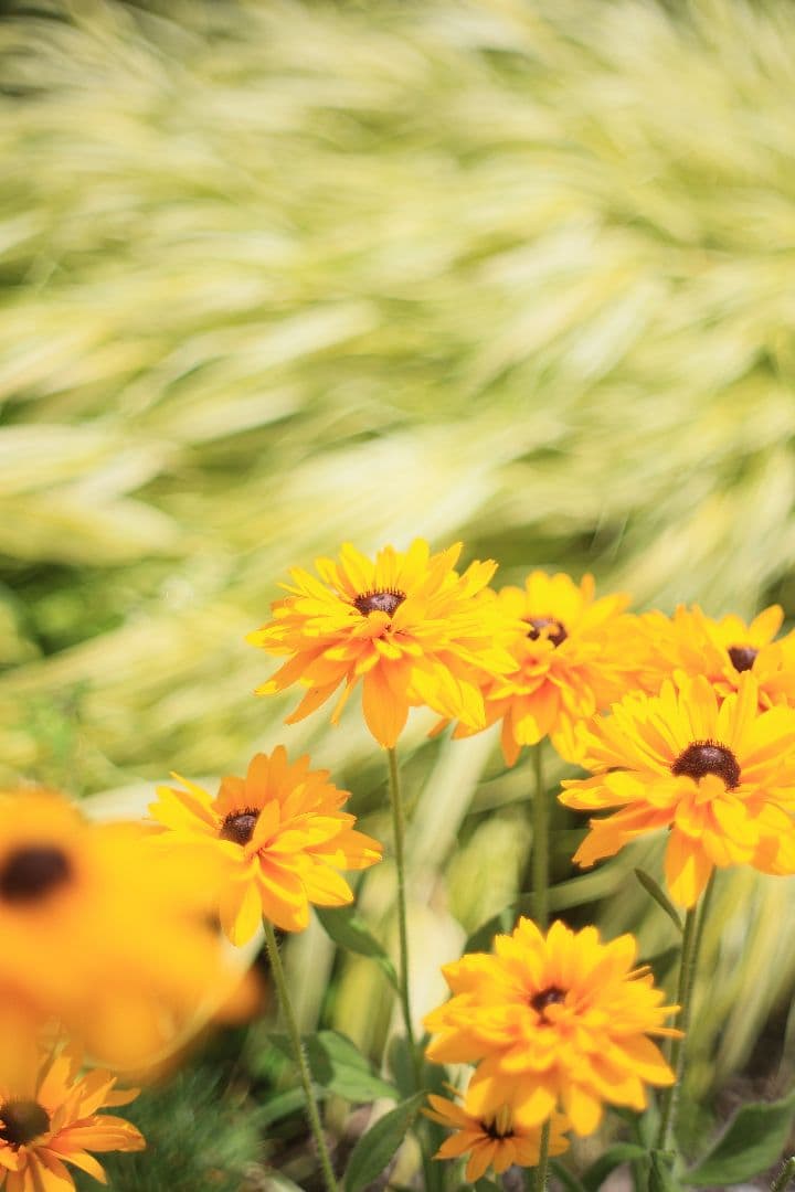 《希少》C.C Auto Petri 50mm F1.7（M42）【良品】