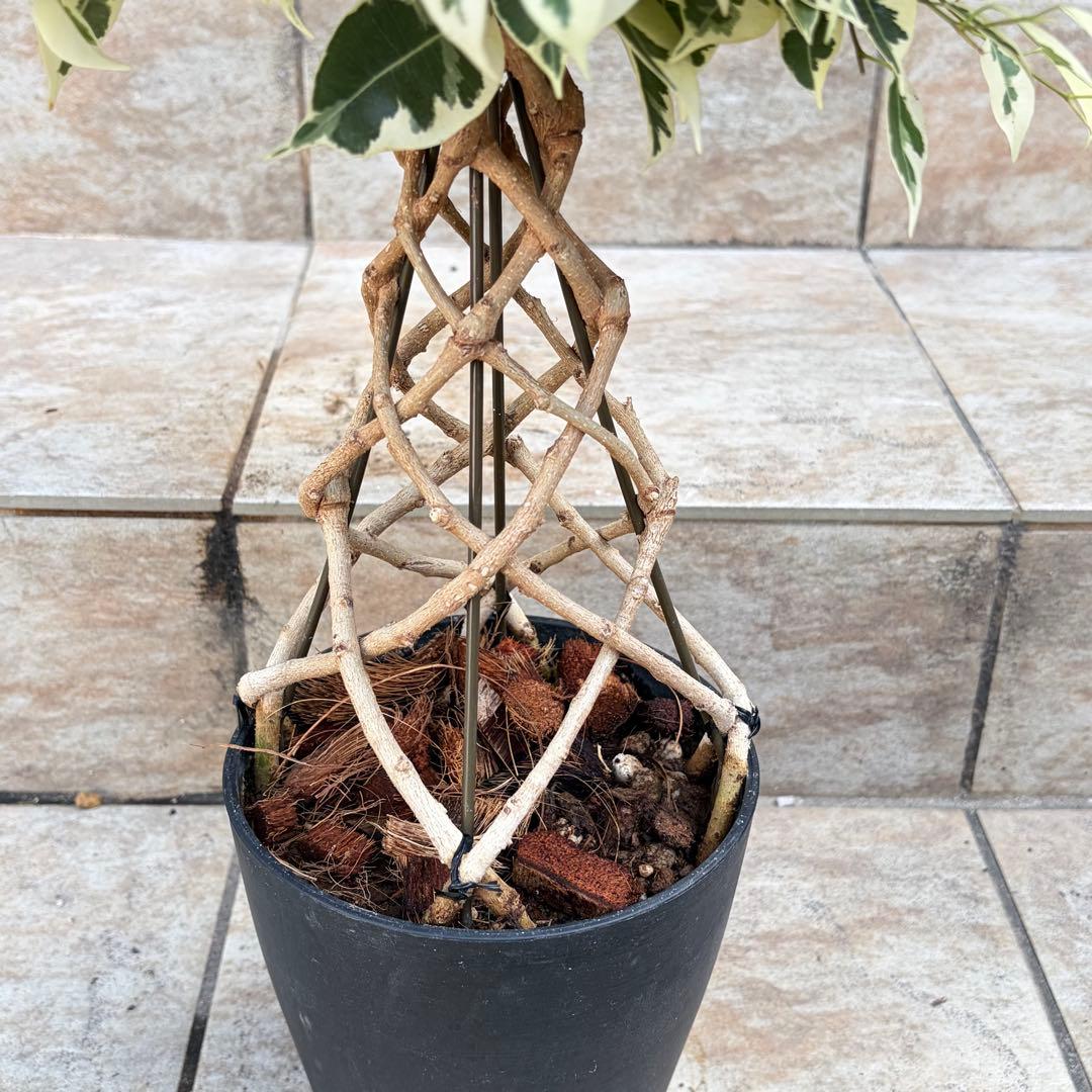 【セール】フィカスベンジャミン　スターライト　タワー　約4.5号鉢　No.003