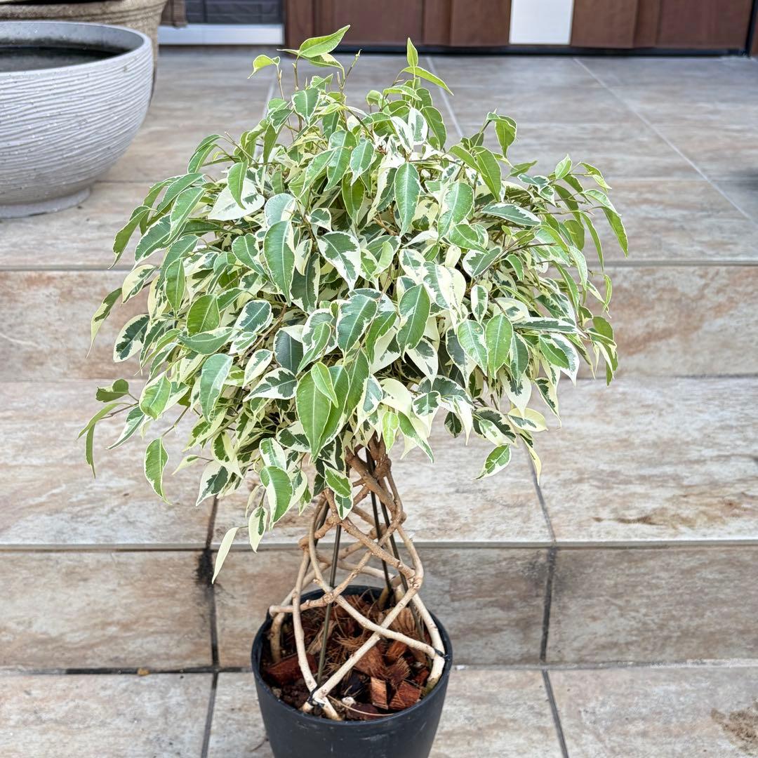 【セール】フィカスベンジャミン　スターライト　タワー　約4.5号鉢　No.003