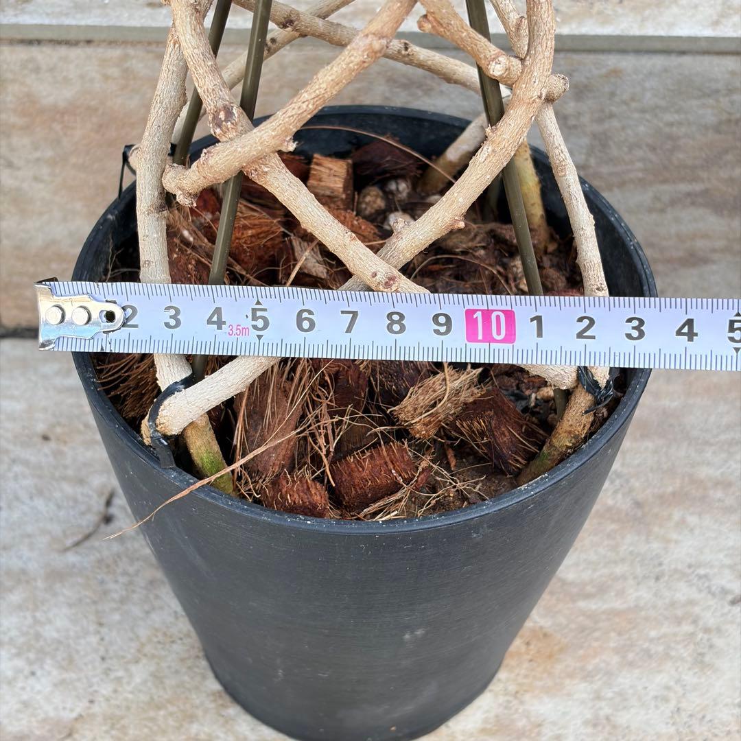 【セール】フィカスベンジャミン　スターライト　タワー　約4.5号鉢　No.003