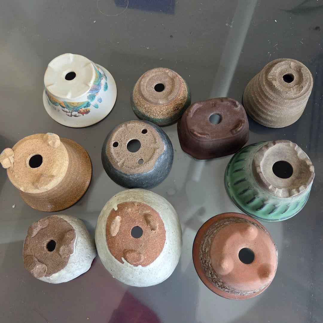 ミニ盆栽　山野草　陶器製小鉢②