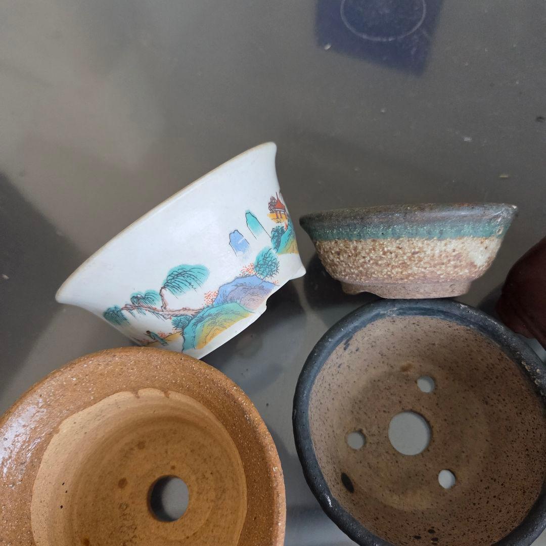 ミニ盆栽　山野草　陶器製小鉢②