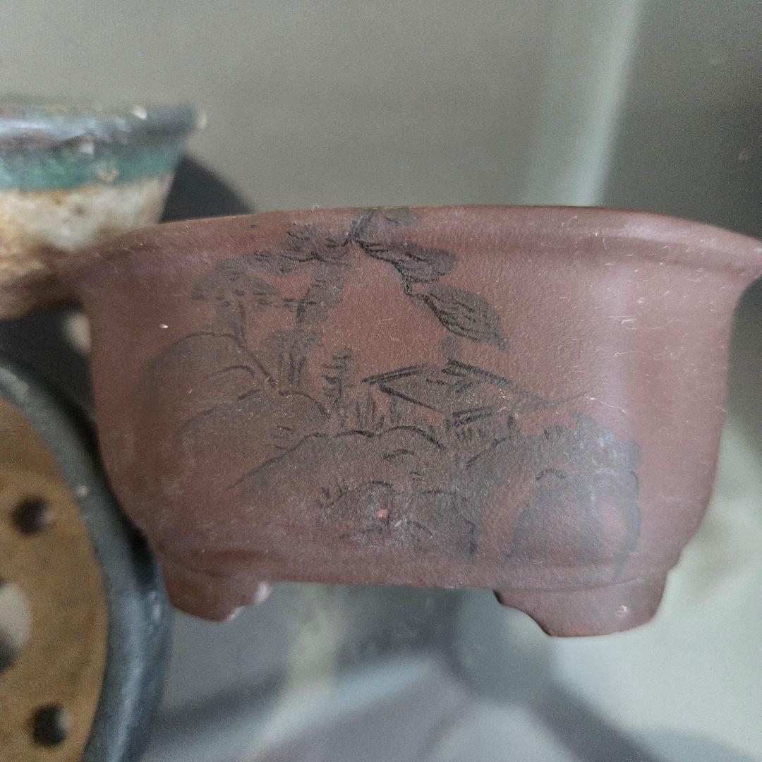 ミニ盆栽　山野草　陶器製小鉢②