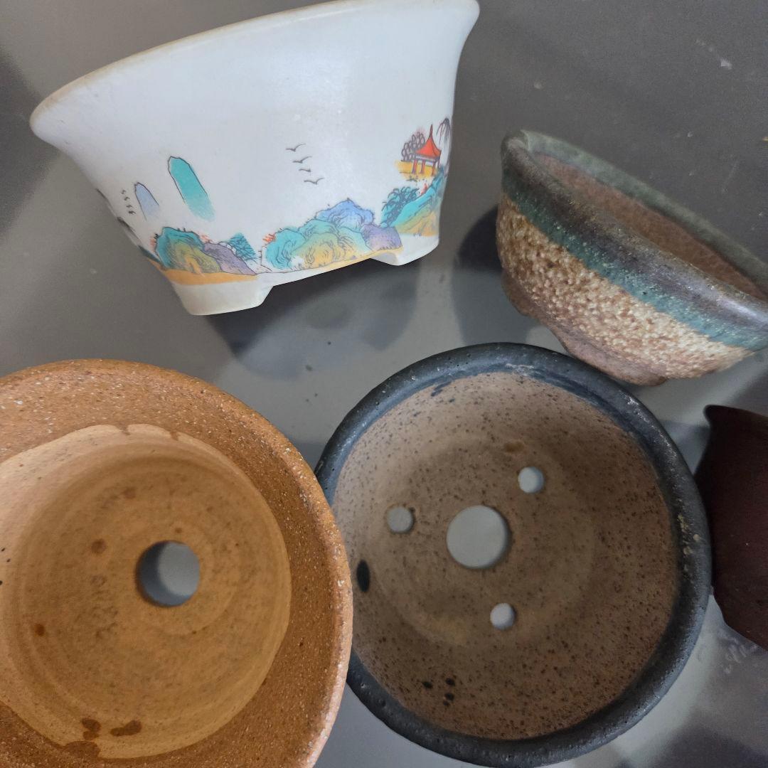 ミニ盆栽　山野草　陶器製小鉢②