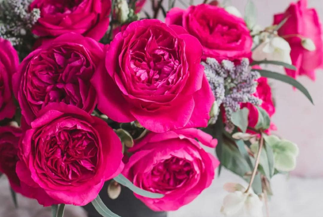 薔薇　バラ苗　イングリッシュローズ　元気いっぱい苗　2年目苗しっかり苗