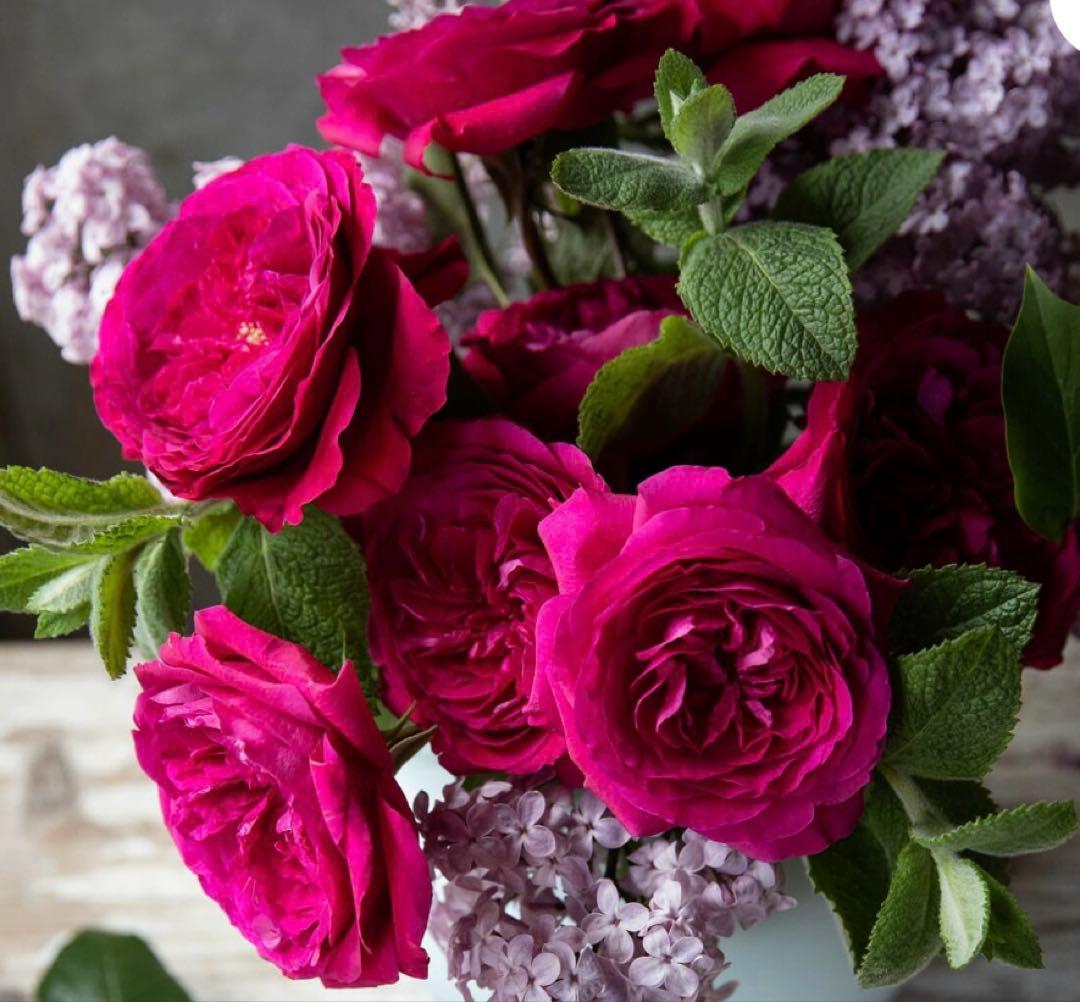 薔薇　バラ苗　イングリッシュローズ　元気いっぱい苗　2年目苗しっかり苗