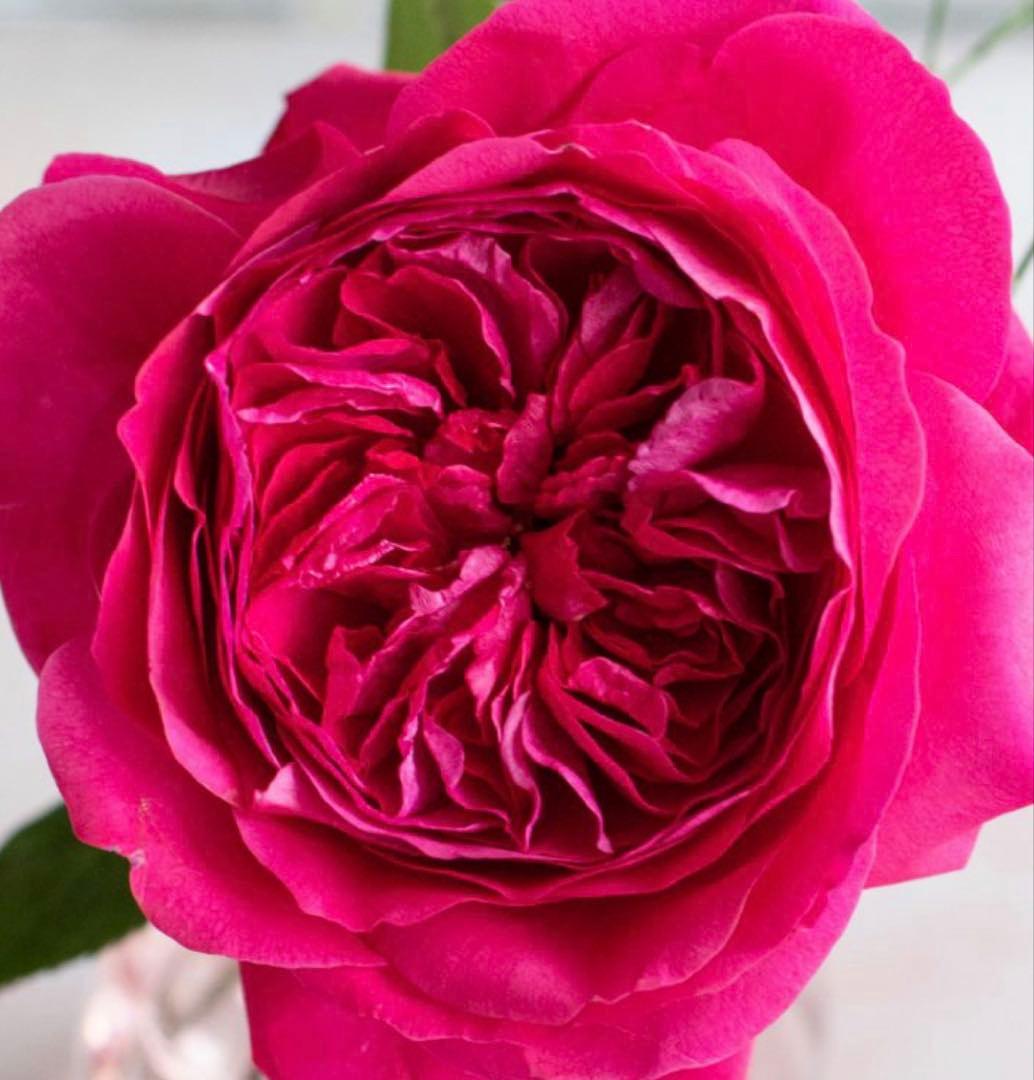 薔薇　バラ苗　イングリッシュローズ　元気いっぱい苗　2年目苗しっかり苗