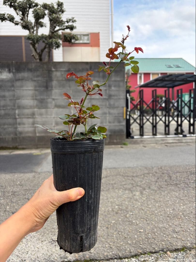 薔薇　バラ苗　イングリッシュローズ　元気いっぱい苗　2年目苗しっかり苗