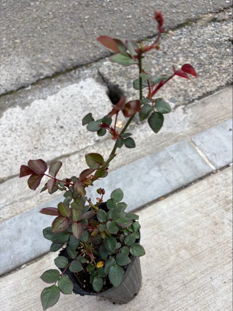 薔薇　バラ苗　イングリッシュローズ　元気いっぱい苗　2年目苗しっかり苗