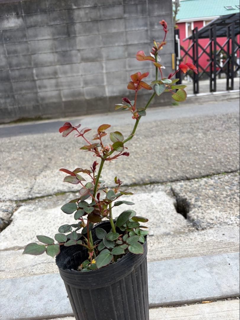 薔薇　バラ苗　イングリッシュローズ　元気いっぱい苗　2年目苗しっかり苗