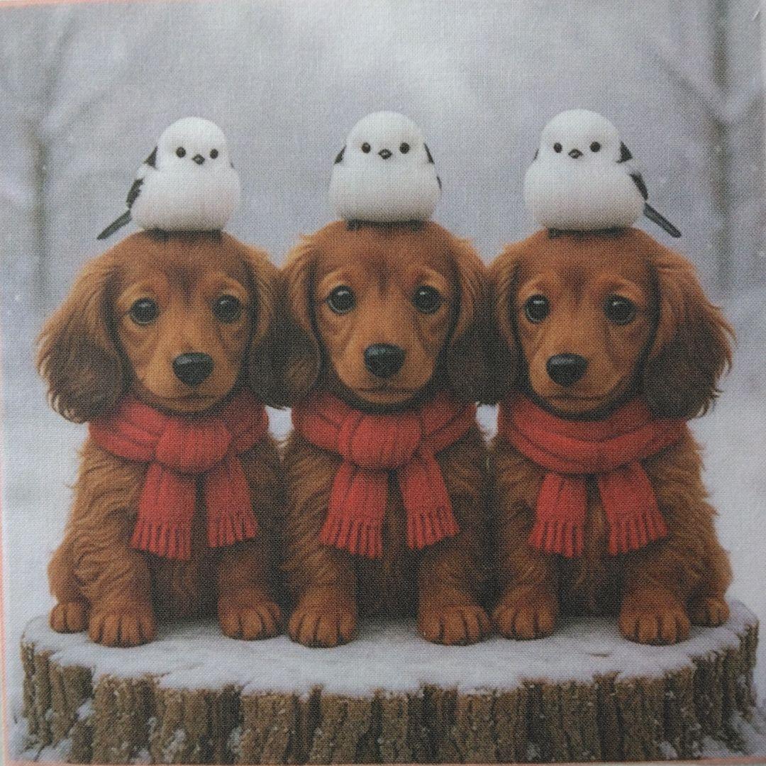 ☆受付☆ダックス