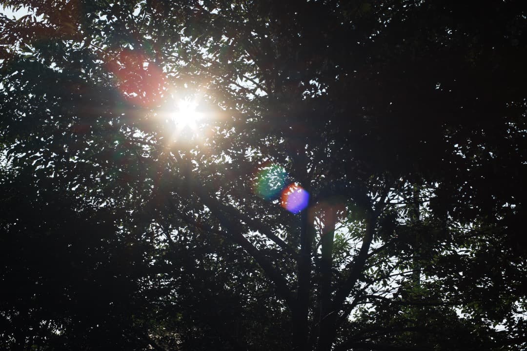 【極美品】Carl Zeiss Planar 50mm F1.4 AEJ 386