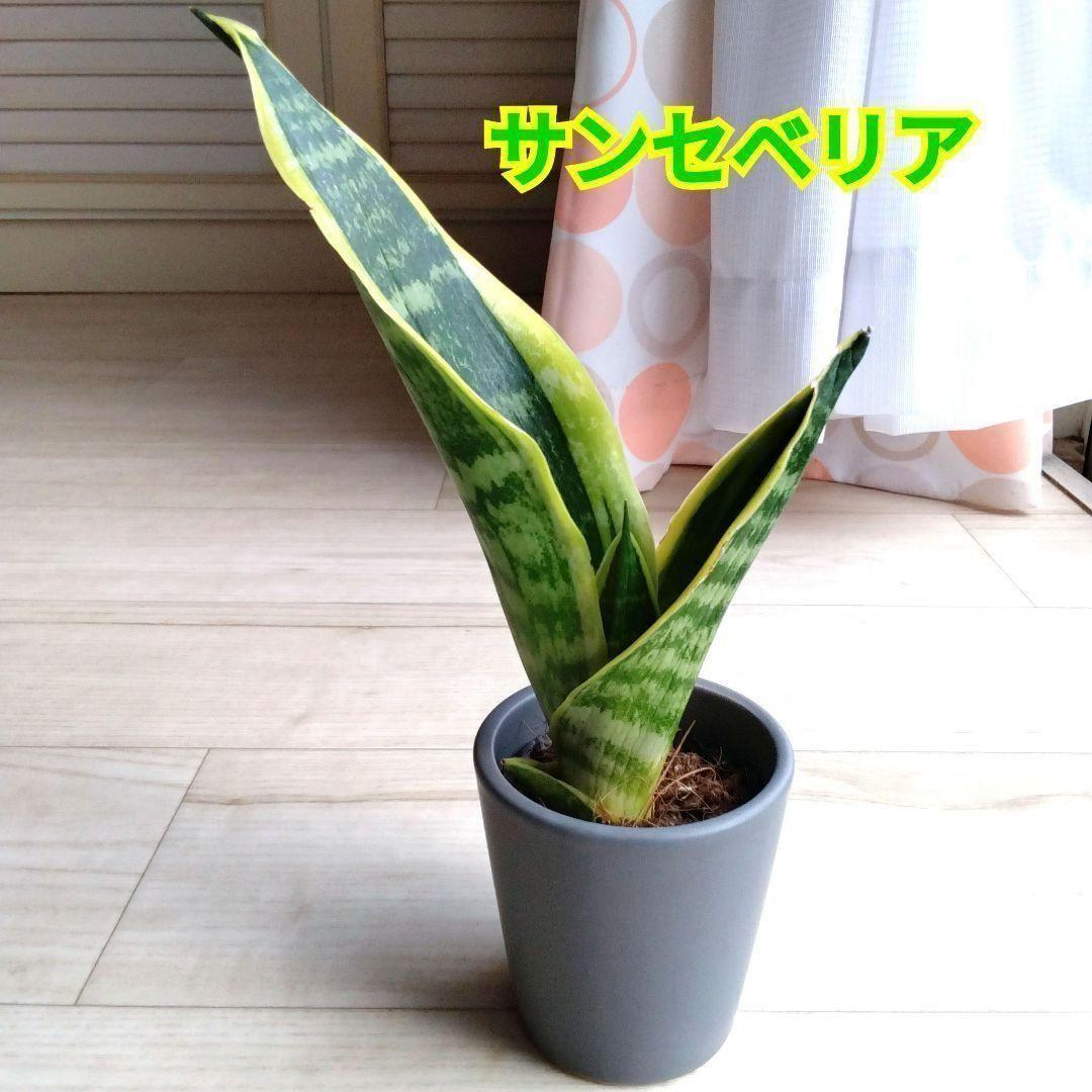 masajo プロフ確認お願いします様 リクエスト 4点 まとめ商品