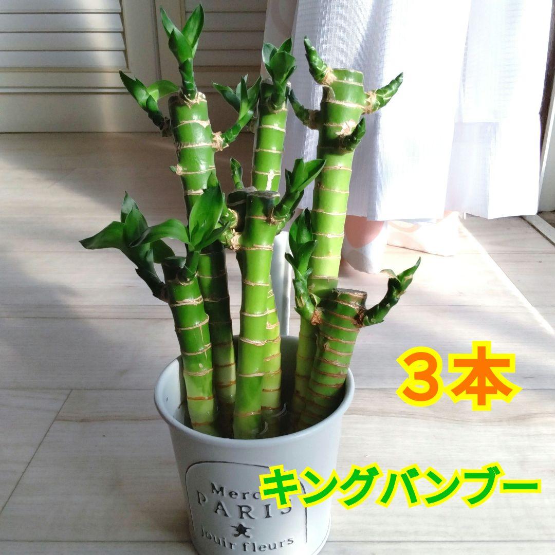 masajo プロフ確認お願いします様 リクエスト 4点 まとめ商品