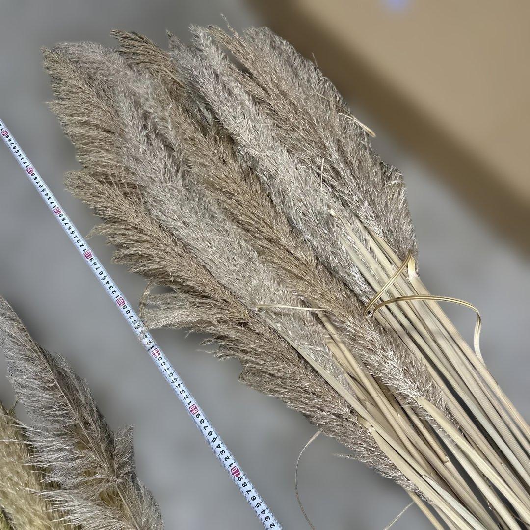パンパスグラス ドライフラワー