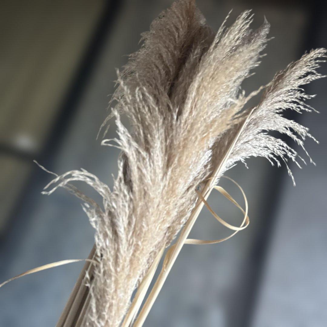 パンパスグラス ドライフラワー