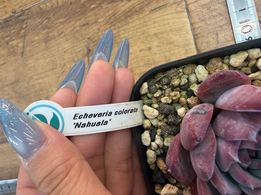 Echeveria colorata 'Nahuala' 多肉植物