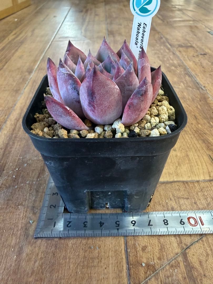 Echeveria colorata 'Nahuala' 多肉植物