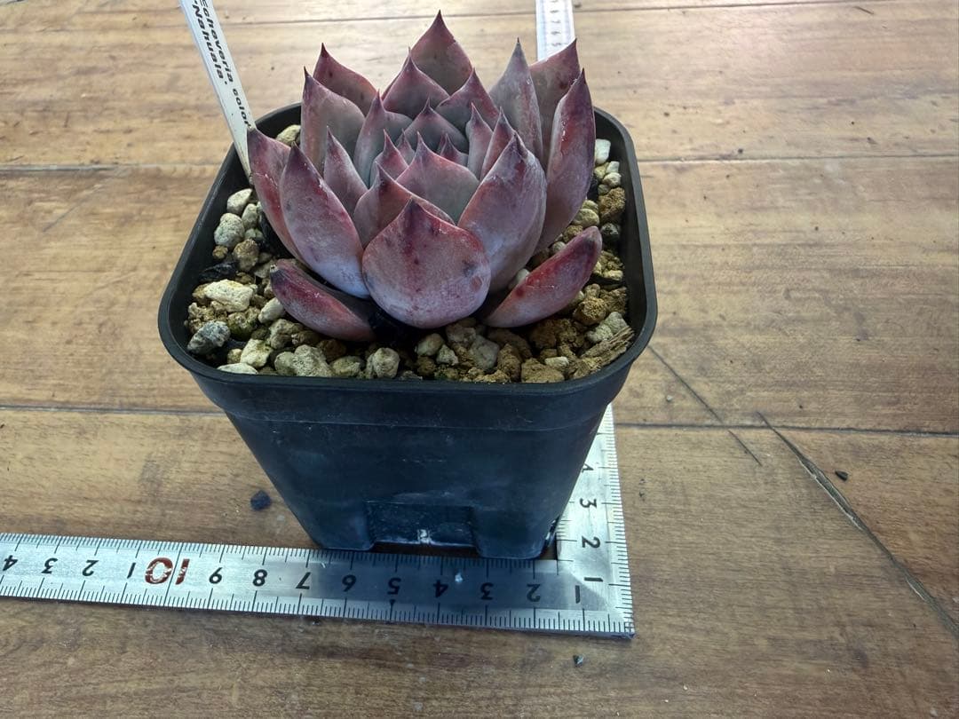 Echeveria colorata 'Nahuala' 多肉植物