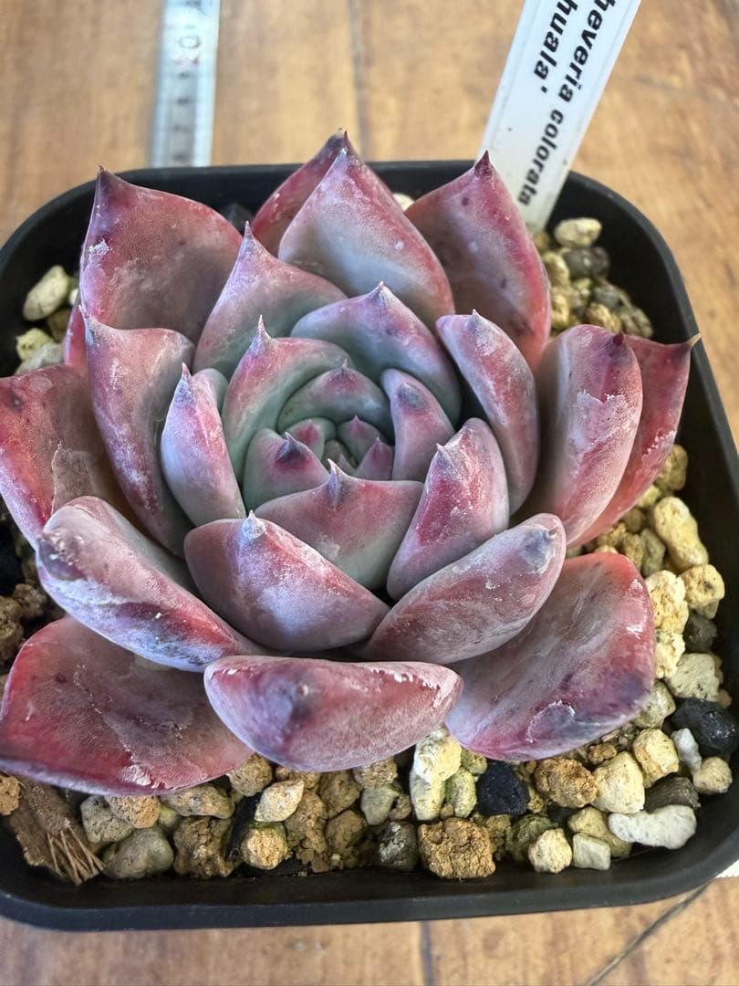 Echeveria colorata 'Nahuala' 多肉植物