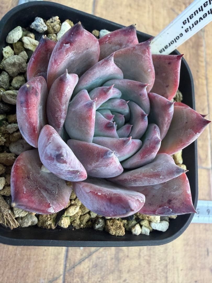 Echeveria colorata 'Nahuala' 多肉植物