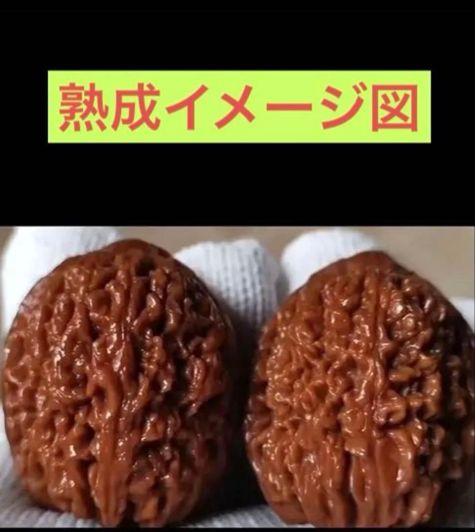 No.537 ❤️遊ぶクルミ　文玩核桃 高級小衆　精配宝瓶狮子头