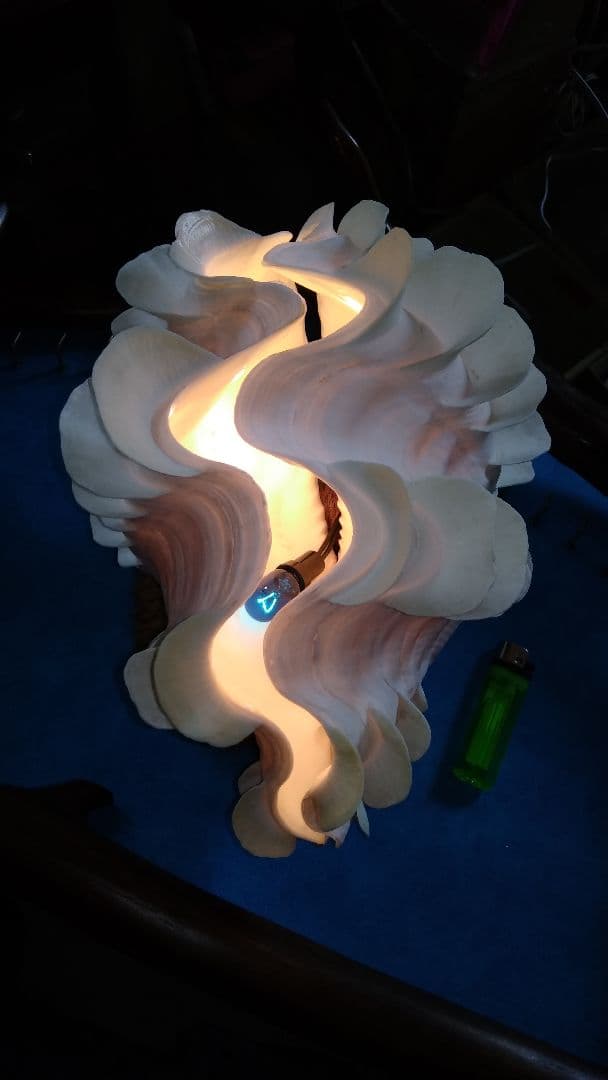 おきなわ小浜島産ヒレシャコ貝ランプ
