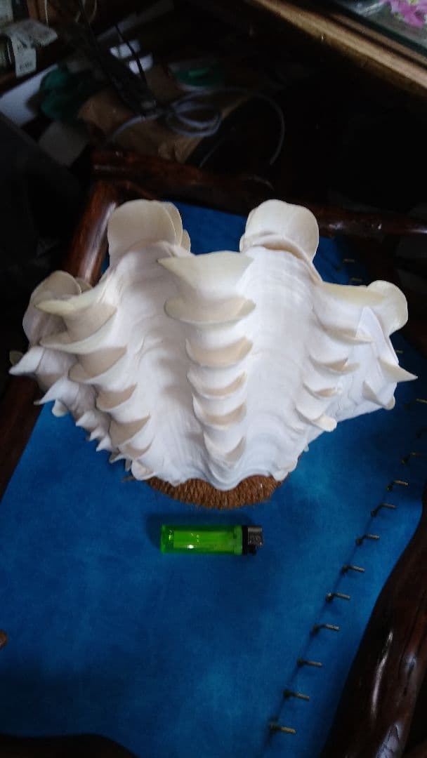 おきなわ小浜島産ヒレシャコ貝ランプ