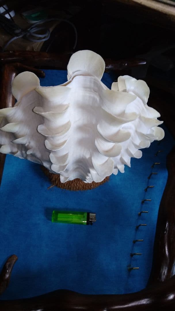 おきなわ小浜島産ヒレシャコ貝ランプ